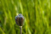 Fritillaria meleagris