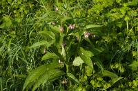 Symphytum officinale