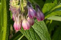 Symphytum officinale