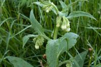 Symphytum officinale