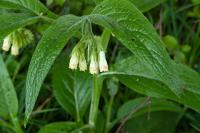 Symphytum officinale