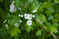 Crataegus monogyna
