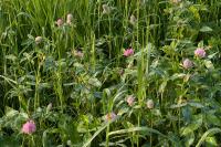 Trifolium pratense
