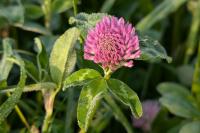 Trifolium pratense