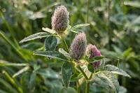 Trifolium pratense