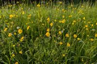 Ranunculus acris