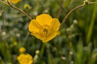 Ranunculus acris