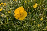 Ranunculus acris
