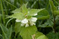 Lamium album