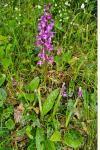 Orchis mascula