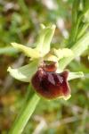 Ophrys aranifera