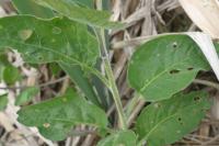 Solanum dulcamara