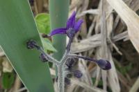 Solanum dulcamara