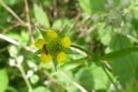 Geum urbanum