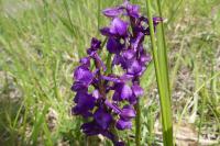 Anacamptis morio