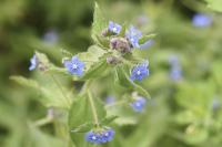 Pentaglottis sempervirens