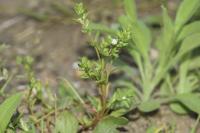 Veronica peregrina