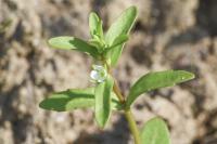 Veronica peregrina