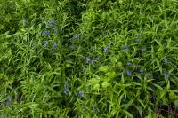Aegonychon purpurocaeruleum