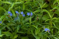 Aegonychon purpurocaeruleum