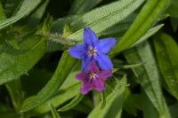 Aegonychon purpurocaeruleum