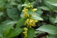 Lamium galeobdolon
