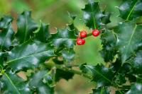 Ilex aquifolium