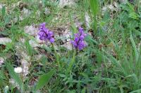 Anacamptis morio