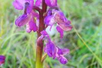 Anacamptis morio