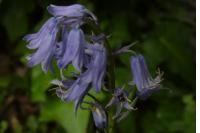 Hyacinthoides non-scripta