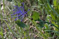 Muscari comosum