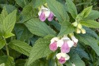 Melittis melissophyllum