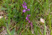 Polygala vulgaris