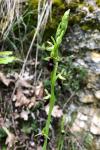 Ophrys insectifera