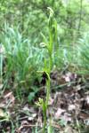 Ophrys insectifera
