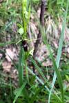Ophrys insectifera