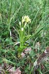 Cephalanthera longifolia