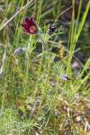 Pulsatilla vulgaris