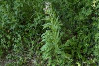 Cynoglossum officinale