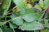 Rumex pulcher