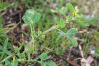 Medicago polymorpha