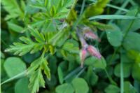 Geranium robertianum