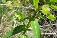 Euphorbia dulcis