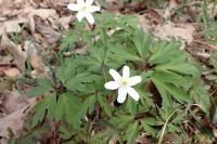 Anemone nemorosa