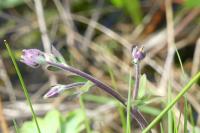 Aquilegia vulgaris