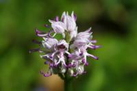 Orchis simia