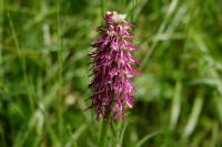 Orchis x bergonii
