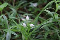 Cephalanthera longifolia