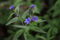 Aegonychon purpurocaeruleum