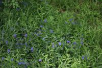 Aegonychon purpurocaeruleum